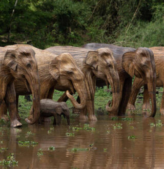 Human-Wildlife Coexistence, Lantana Elephants