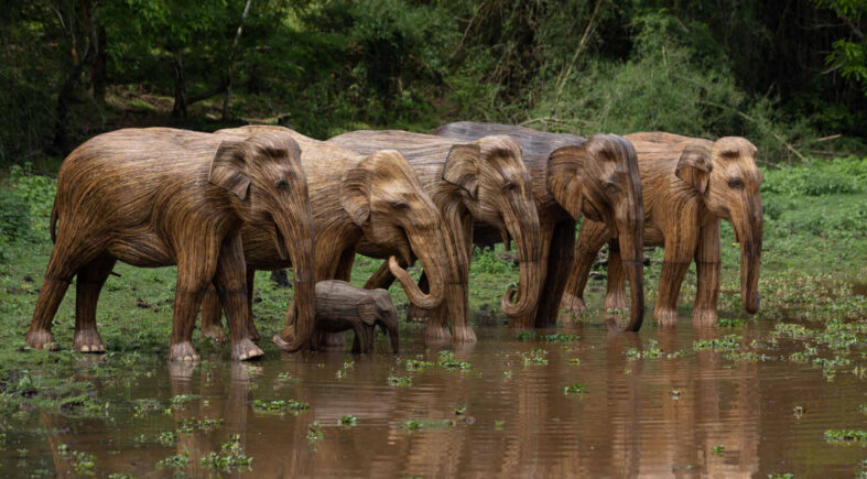 Human-Wildlife Coexistence, Lantana Elephants