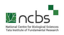 NCBS
