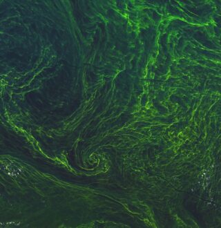 Maya Minder MICUL MICUL