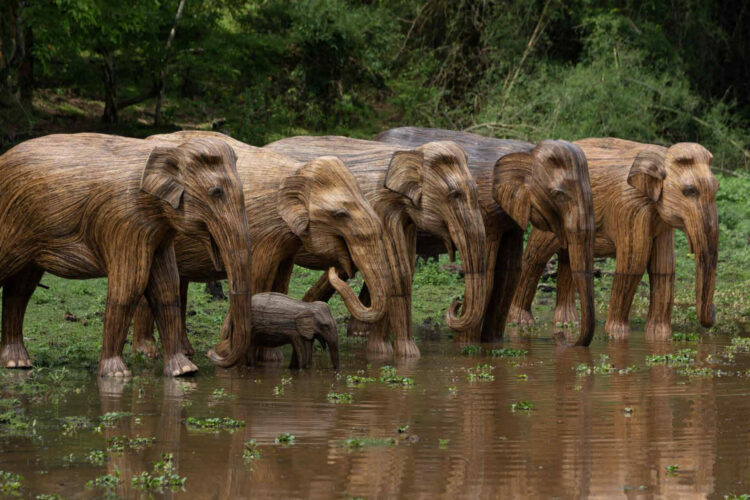 Human-Wildlife Coexistence, Lantana Elephants