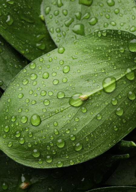 Water drops on green leaves, texture backgrond, close up